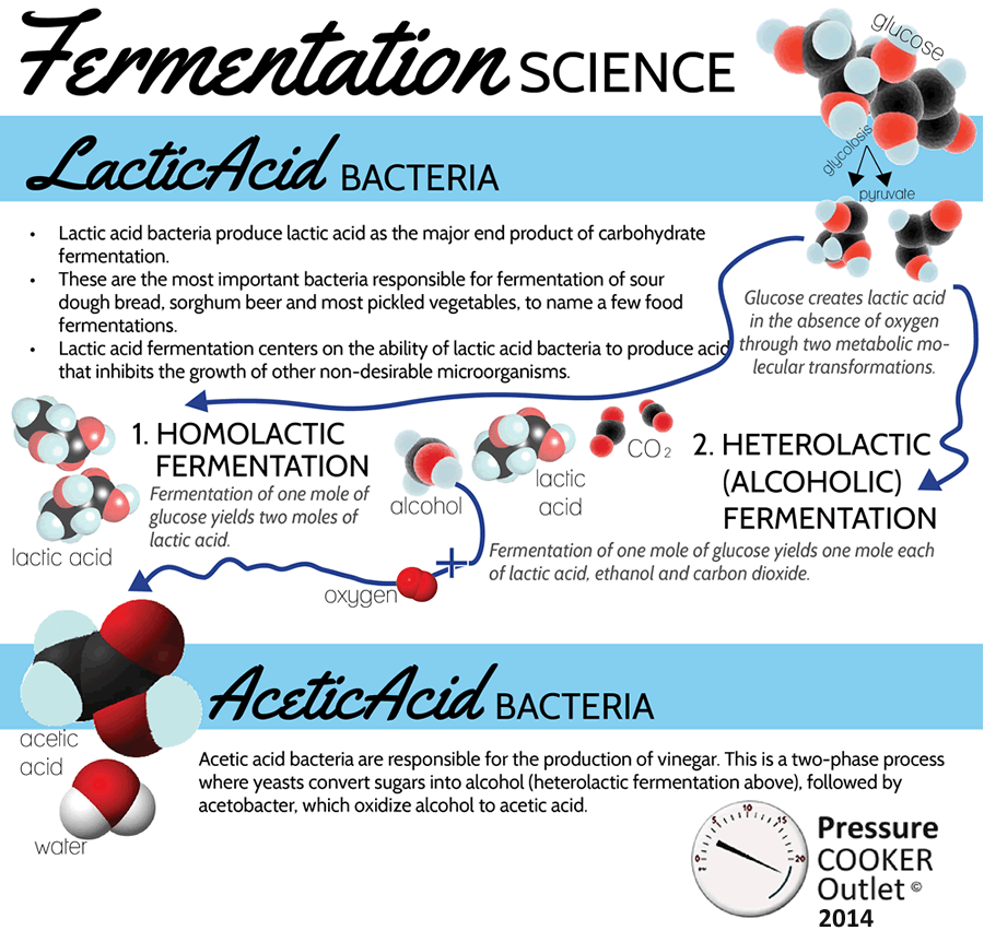 The Science of Lactic Acid Fermentation Molecular Energy Transfer - The Science Of Lactic AciD Fermentation Molecular Energy Transfer Info Graphic