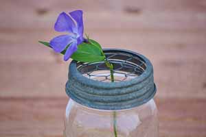 Mason Jar Frog Lids