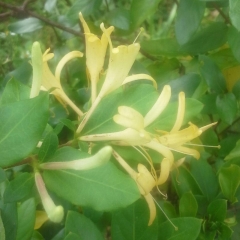 Honeysuckle Flowers