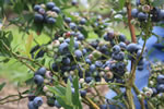 blueberry bush